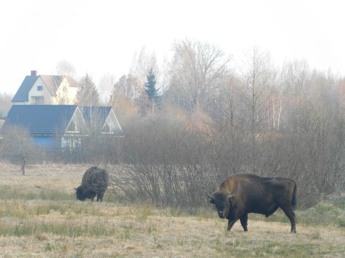 Wejmutka, Bialowieza公寓 外观 照片