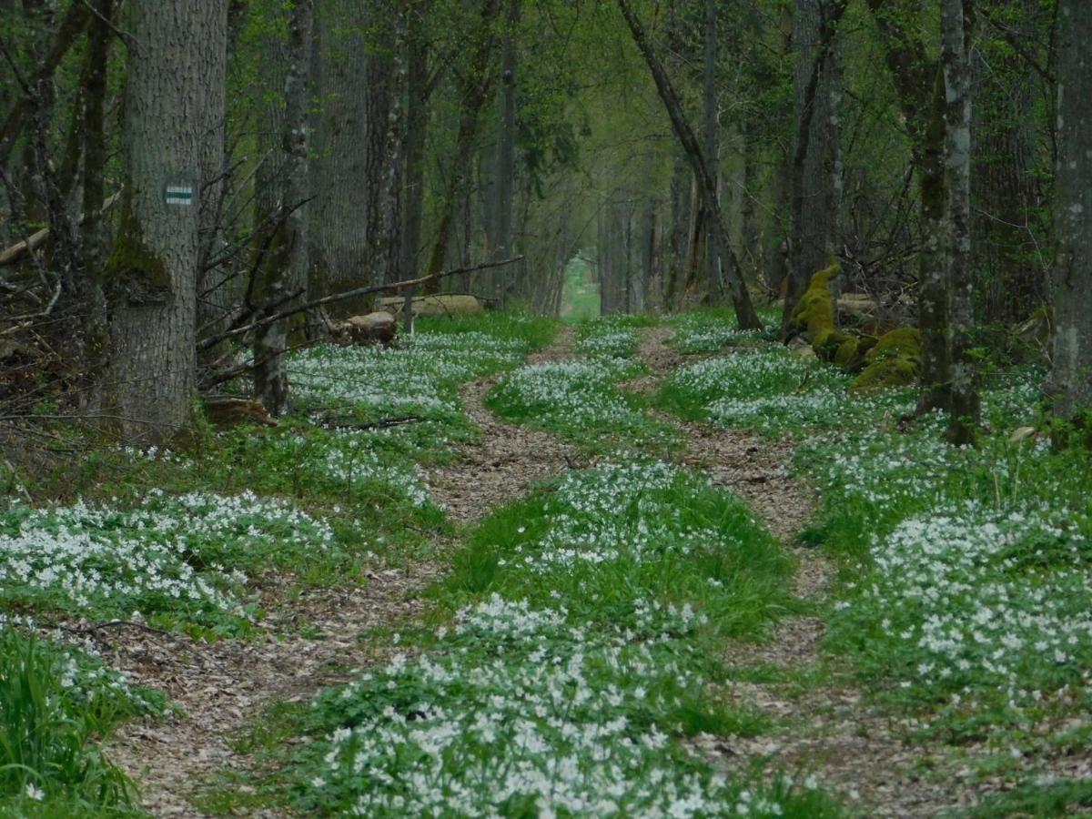 Wejmutka, Bialowieza公寓 外观 照片