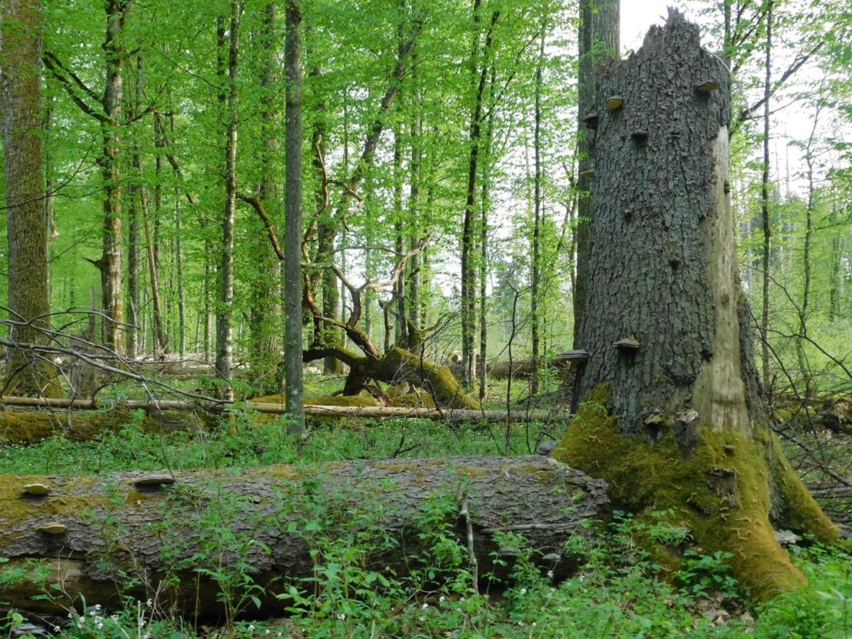 Wejmutka, Bialowieza公寓 外观 照片